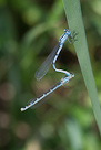 Enallagma cyathigerum